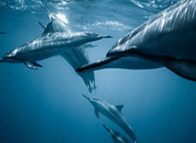 彼得·莫利纽克斯恶搞账号关停，因现在的游戏已足够离谱